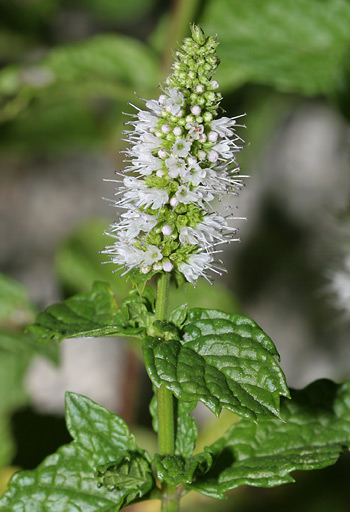 Mentha Spicata